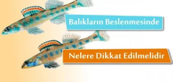 Balıkların Beslenmesinde Nelere Dikkat Edilmelidir